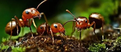 Ants