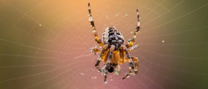 garden-spider-7