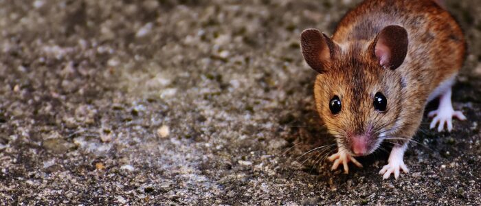 mouse-1708174_1280