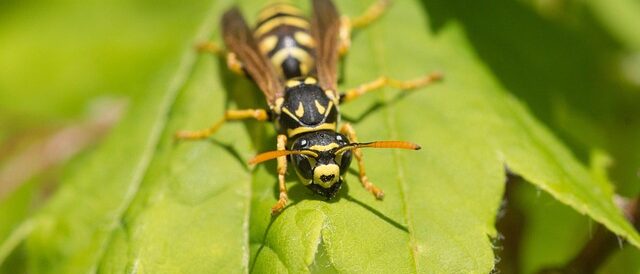 yellow-jacket-6129275_640